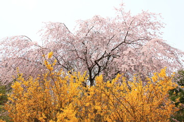 春の色どり、桜とレンギョウ