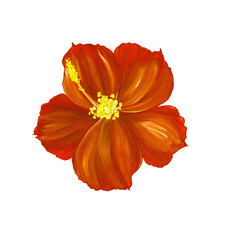Hibiscus orange flower isolated on white background. Chinese rose, tropical exotic plant. Watercolor illustration. For the design of postcards, prints, packaging.