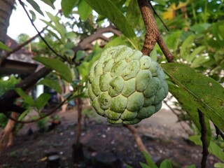 Bright custard apple fruits (sugar apple or sweetsop) on the tree