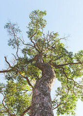 Fototapeta na wymiar Big tall tree with green leaf in the forest.