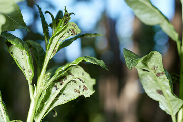 Cherry is sick with aphids and harms the development of plants