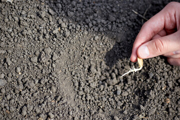 Planting a sprouted seed in the ground, topic growth and development