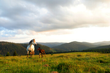 A white female of wild horse gave birth to a young newborn foal horses on a grassy meadow surrounded by spruce forest at sunset in the Apuseni mountains, Romania.