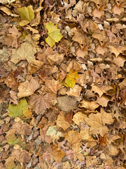 Fall or autumn orange dried maple leaves pile of the ground