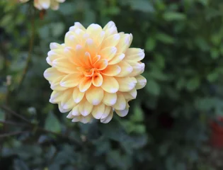 Foto op Plexiglas Bahama Apricot. They are blooming dahlia in the garden. Dahlia is a genus of bushy, tuberous, herbaceous perennial plants native to Mexico.Blurred background. © avoferten