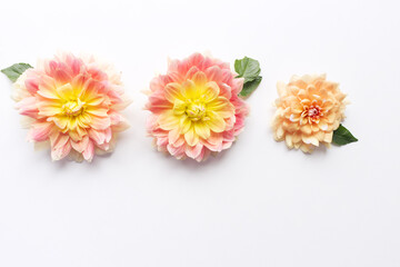 Flowers composition. Dahlias flowers on white background. Valentine's day, Mother day, women's day, spring concept. Flat lay, top view, copy space.Space for text.