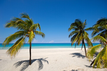 Fototapeta na wymiar Palms on exotic beach