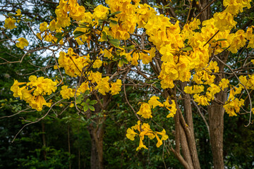 Beautiful blooming Yellow Golden Tabebuia Chrysotricha flowers of the Yellow Trumpet that are blooming with the park in spring day in the garden background in Thailand.