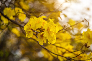 Beautiful blooming Yellow Golden Tabebuia Chrysotricha flowers of the Yellow Trumpet that are blooming with the park in spring day in the garden background in Thailand.