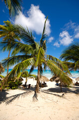 Palms on exotic beach