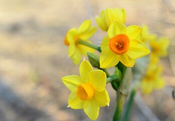 イトバスイセン（糸葉水仙）ニオイスイセン（匂い水仙）黄水仙