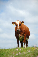 Cow standing on green grass