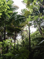 El Yunque Rain Forest Puerto rico trees