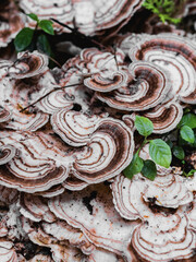 El Yunque Rain Forest Puerto rico lovely mushrooms