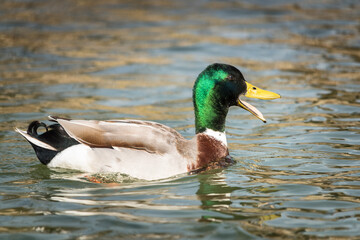  Male Mallard duck in the water