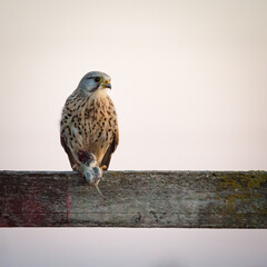  Common kestrel on a pole eating his prey a little mouse