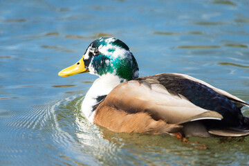  Close up view of duckling swimming in pond