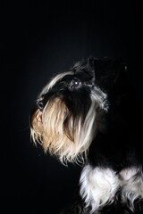 portrait of a black and white dog in black background