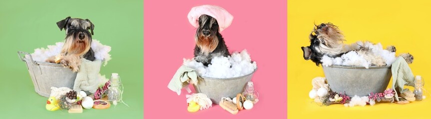 panoramic banner with miniature schnauzer dogs taking a bath in colorful background
