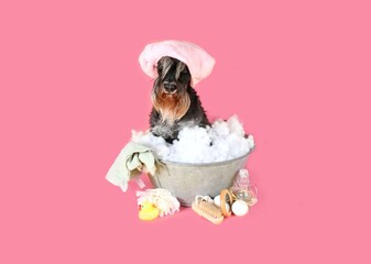 Funny dog taking his bath on a pink background, miniature schnauzer wearing a pink bathing cap in an old basin with foam