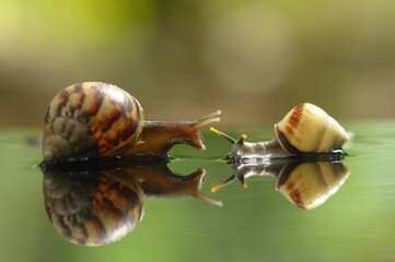 snail on a leaf