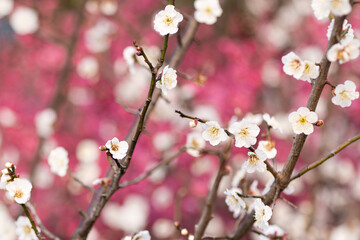 Fototapeta na wymiar Beautiful floral spring abstract background of nature. Branches of blossoming plum with selective focus. Banner For easter and spring greeting cards with copy space