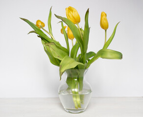 yellow fading tulips in glass vase on white background
