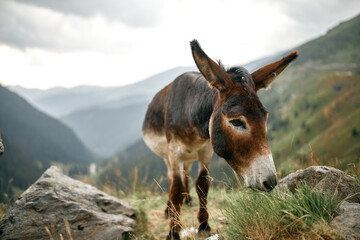 one donkey in the mountains in nature landscape chews transfagaras grass