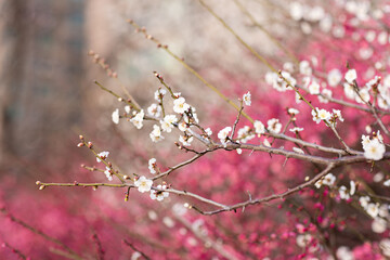 Beautiful floral spring abstract background of nature. Branches of blossoming plum with selective focus. Banner For easter and spring greeting cards with copy space