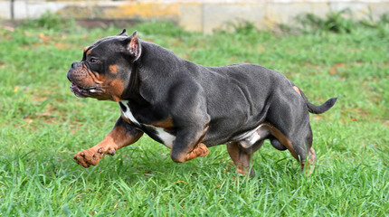 a muscular american bully dog