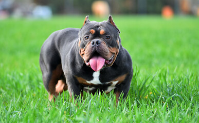 a muscular american bully dog