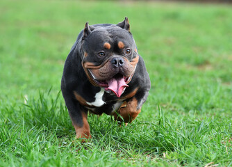 a strong american bully dog