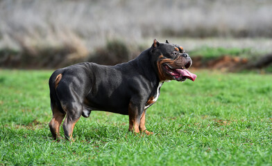 a  strong american bully dog
