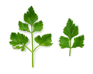 Parsley leaf on white background. BIO greenery