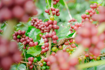 red coffee berries on a bush