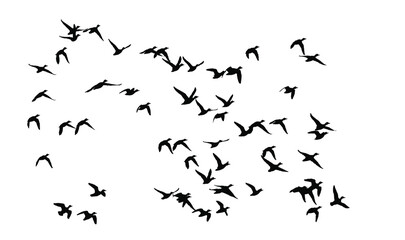 Flying birds. Vector image. White background. 