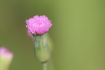 Pink flower macro closeup green background
