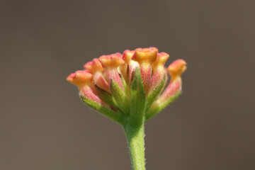 Pink flower macro closeup green background