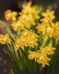 Osterglocken-Narcissus pseudonarcissus