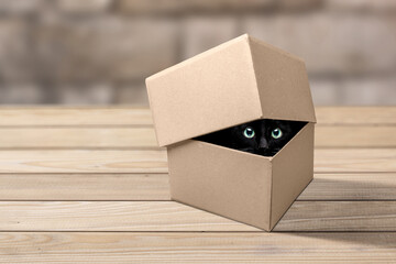 Cat eyes looking out of a cardboard box