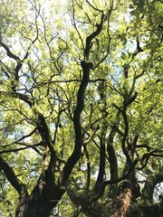 tree in autumn