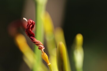 Red Flower macro closeup green background plant 