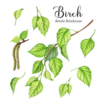 Birch tree green leaves and catkins set. Watercolor realistic illustration. Spring lush birch leaf, branch, catkins collection. Forest and park tree element. White background