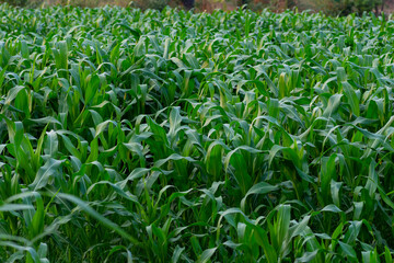 Fototapeta premium zea maize field with flower