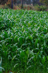 zea maize field with flower