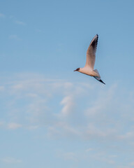 seagull in flight