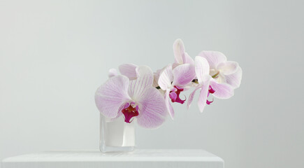 Pink phalaenopsis orchid flower on gray interior. Minimalist still life. Light and shadow nature...