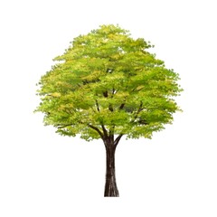 Obraz premium watercolor tree side view isolated on white background for landscape plan and architecture layout drawing, elements for environment and garden