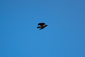 kite in flight