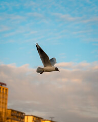 seagull in flight